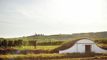 A picture shows the landscape of Weinviertel