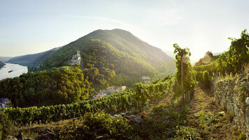 A picture shows a view of Wachau